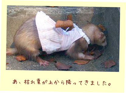 フェレット洋服・襟付きピンクのストライプ・フェレット