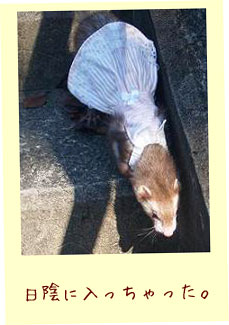 フェレット洋服・襟付きピンクのストライプ・フェレット２