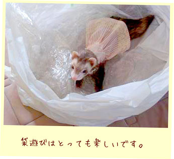 フェレット洋服・襟付きピンクのストライプ・フェレット３