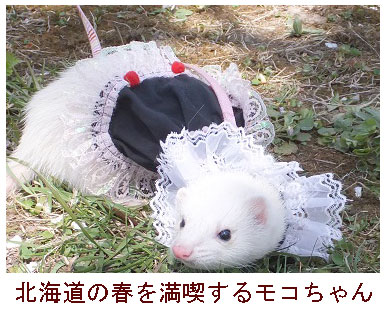 フェレット洋服・流れるレースの縁取り・黒にピンク・フェレットモデル