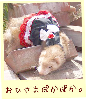 フェレットの洋服・ごすろり・黒に白リボン赤レース・フェレット2
