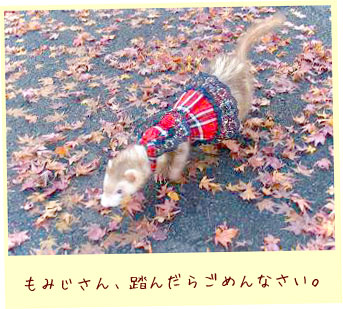 フェレット洋服・回る黒金レース・フェレット１