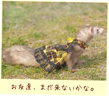 フェレット洋服・回る黒金レース・黄色・フェレット１