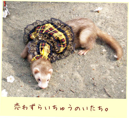 フェレット洋服・回る黒金レース・黄色・フェレット２