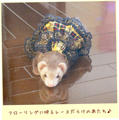 フェレット洋服・回る黒金レース・黄色・フェレット３