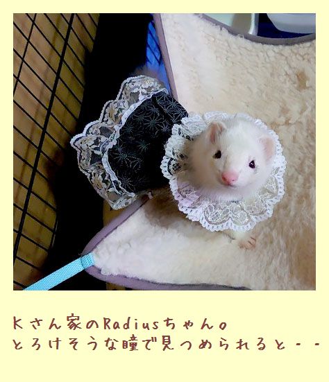 フェレットの洋服・黒い雪の女王・白金・お客様のフェレット着用