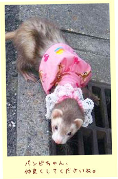 フェレットの洋服・バンビピンク・フェレット