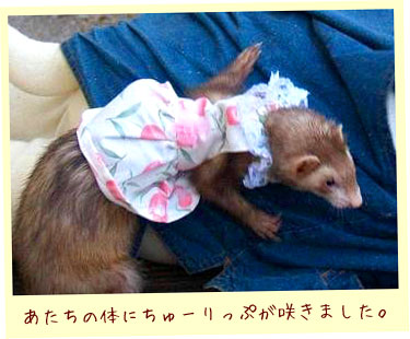 フェレットの服・ちゅーりっぷ・フェレット