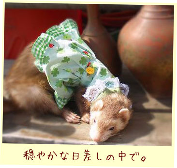 フェレットの洋服・てんとう虫クローバー緑・フェレット２