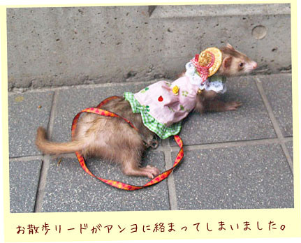 フェレットの服・てんとう虫クローバーピンク・フェレット２