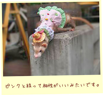 フェレットの服・てんとう虫クローバーピンク・フェレット３