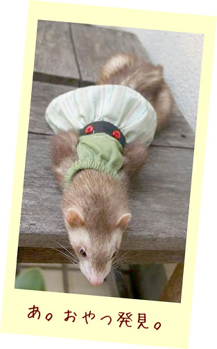 フェレット服・緑のボーダーに黒帯・フェレット１