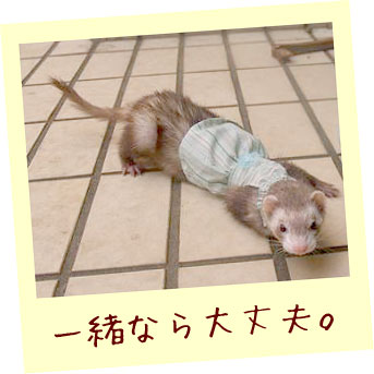 フェレット服・緑のボーダーに青いお花・フェレット１