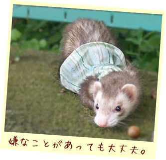 フェレット服・緑のボーダーに青いお花・フェレット２