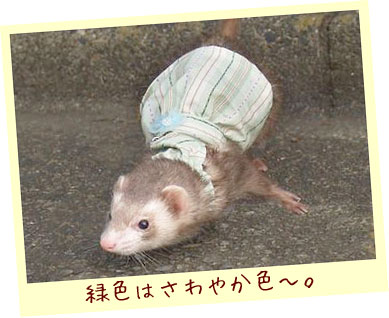 フェレット服・緑のボーダーに青いお花・フェレット３