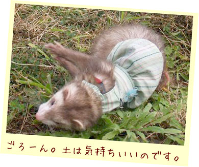 フェレット服・緑のボーダーに青いお花・フェレット４