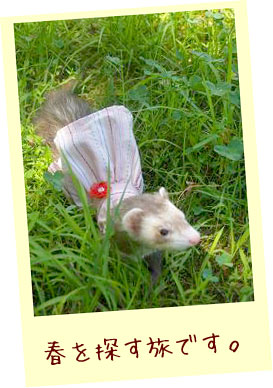 フェレット服・ピンクのボーダーに赤いお花・フェレット１