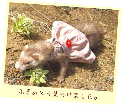フェレット服・ピンクのボーダーに赤いお花・フェレット２