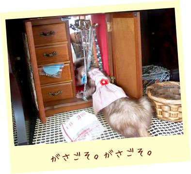 フェレット服・ピンクのボーダーに赤いお花・フェレット３