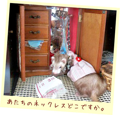 フェレット服・ピンクのボーダーに赤いお花・フェレット４