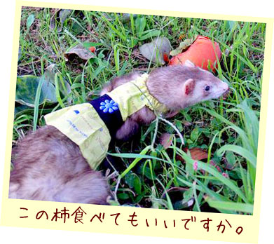 フェレットの服・お花のボタン・薄い緑・フェレット２