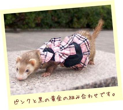 フェレット洋服・プレゼントピンクに黒１・フェレット２