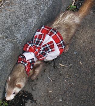 フェレット洋服・プレゼント赤・フェレット３