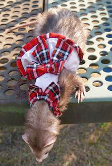 フェレット洋服・プレゼント赤・フェレット