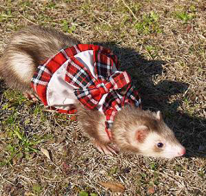 フェレット洋服・プレゼント赤・フェレット２