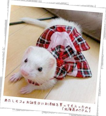 フェレット洋服・プレゼント赤・フェレット４