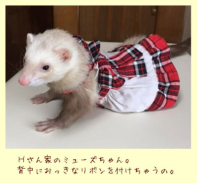 フェレット洋服・プレゼント赤・フェレット５