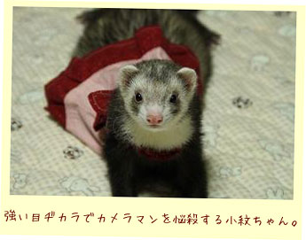 フェレットの洋服・小さな水玉リボン・赤１