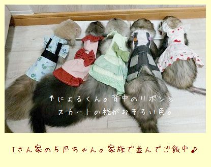 フェレットの洋服・小さな水玉リボン・赤１