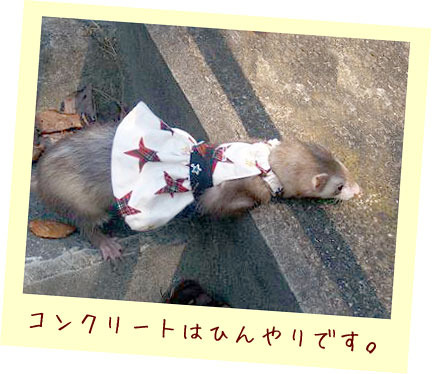 フェレットの服・お星様キラキラ白・フェレット１