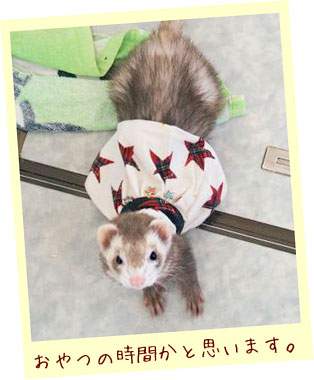 フェレットの服・お星様キラキラ白・フェレット２