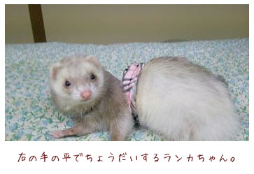 フェレット洋服・文字入りドレス・ピンク・いたちなの・フェレット