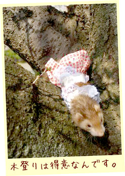 フェレットの服・チューリップエプロン・赤３