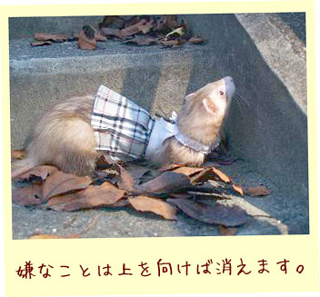 フェレットの洋服・グレーのプリーツスカート・フェレット１