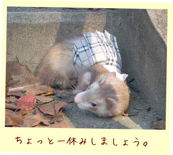 フェレットの洋服・グレーのプリーツスカート・フェレット１