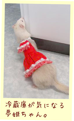 フェレット洋服・クリスマスフェレット１