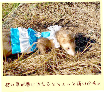 フェレット洋服・青と白の段々ふりふり・フェレット１