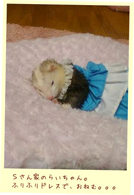 フェレット洋服・青と白の段々ふりふり・フェレット３