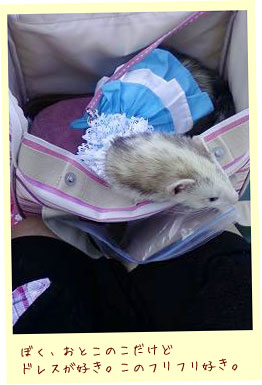 フェレット洋服・青と白の段々ふりふり・フェレット４