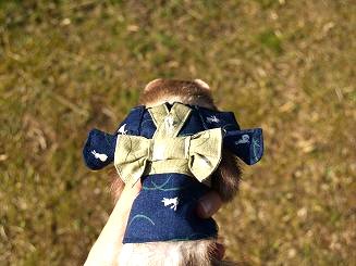 フェレット着物・晴れ着・青・フェレット１