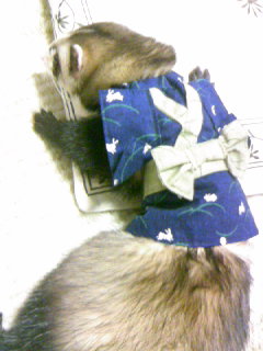 フェレット着物・晴れ着・青・フェレット２