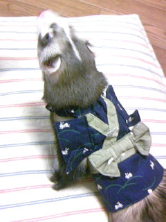 フェレット着物・晴れ着・青・フェレット３