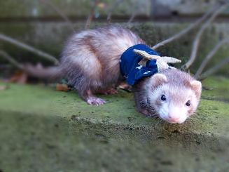 フェレット着物・晴れ着・青・フェレット４