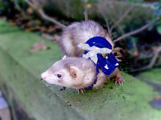 フェレット着物・晴れ着・青・フェレット５