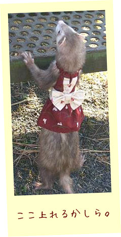 フェレットの着物・着物ドレス・あずきのうさぎさん・フェレット１