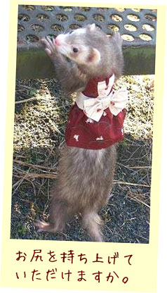 フェレットの着物・着物ドレス・あずきのうさぎさん・フェレット２